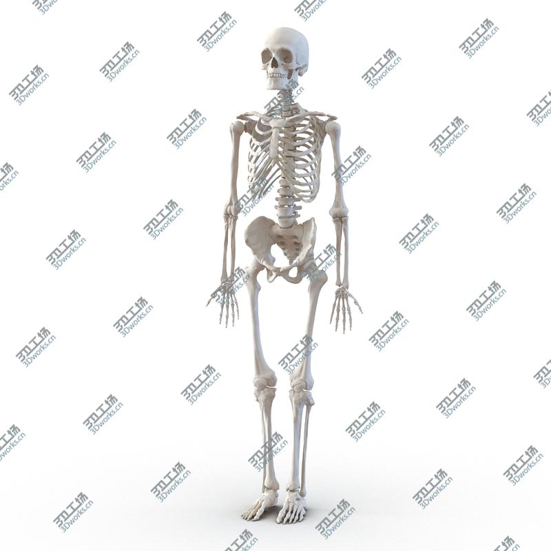 images/goods_img/20210313/Human Male Skeleton/2.jpg